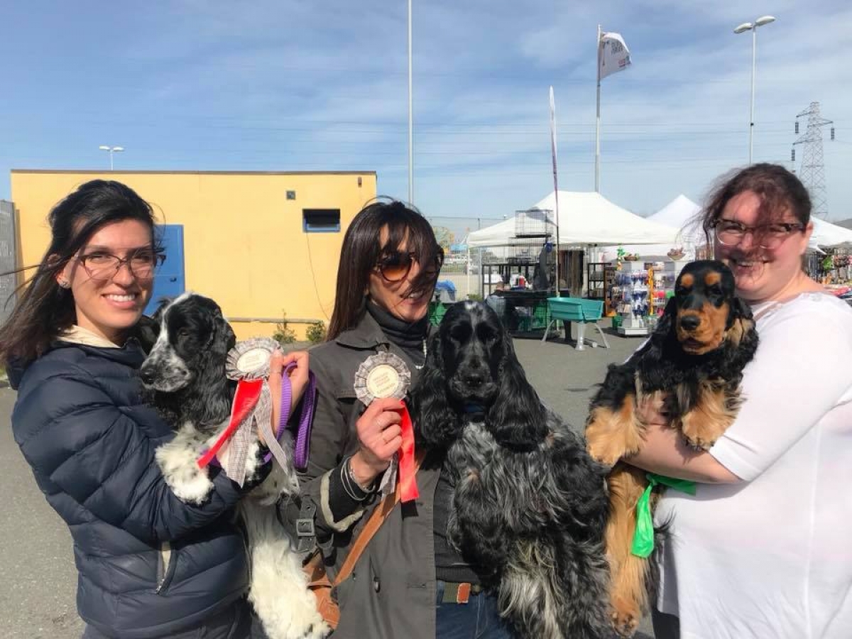 Cacib Livorno 2018 Speciale Cocker spaniel Inglese