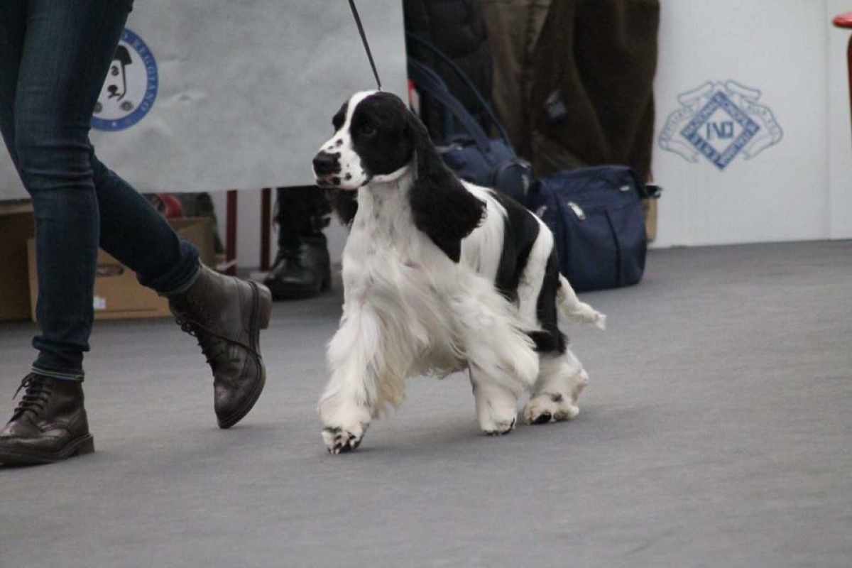 Cacib Alessandria/Novara 2018