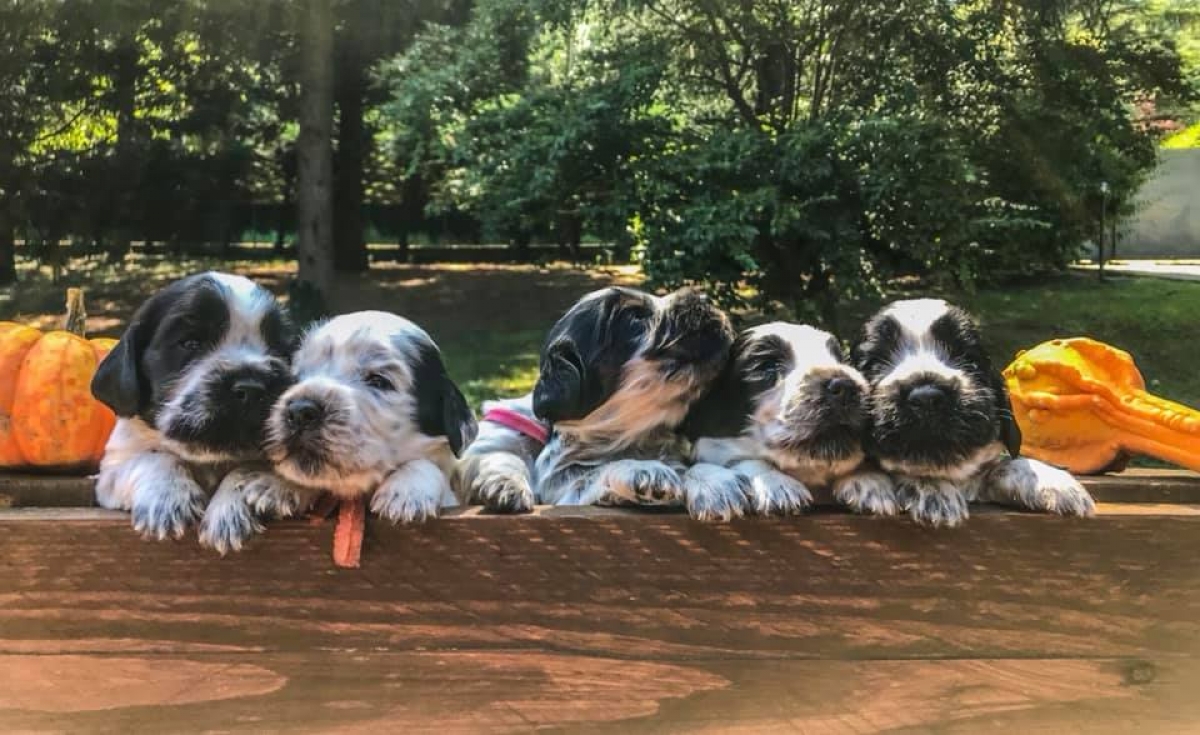 Vendita Cuccioli Cocker Spaniel Inglese Di Alta Genealogia